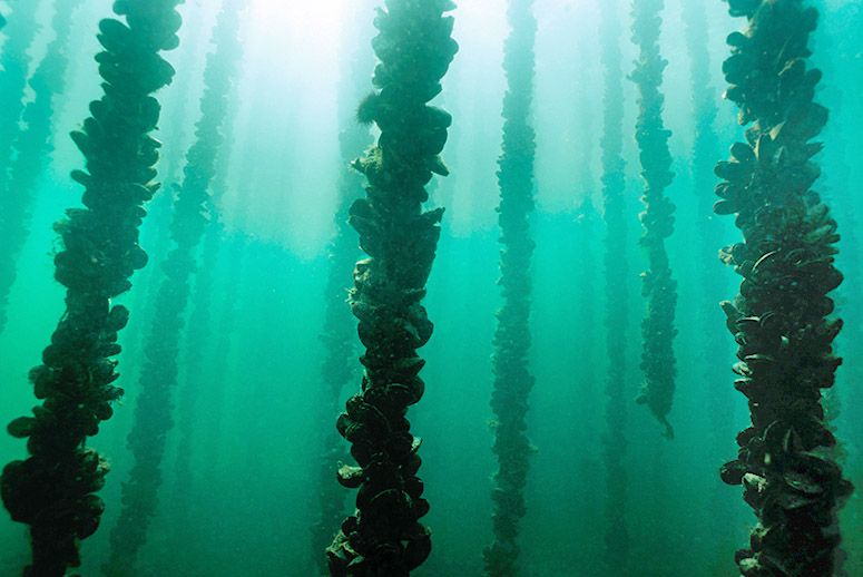 Just Mystic Makes Its First Annual Donation to GreenWave, Supporting Ocean Farmers and Coastal Communities